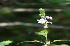 Svensonia hyderabadensis